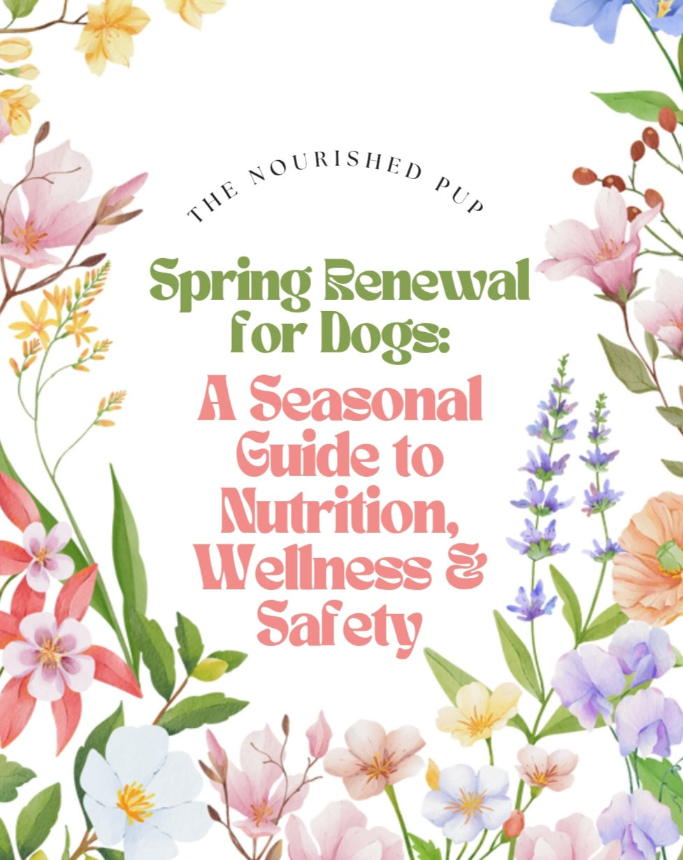 Spring Renewal for Dogs: A Seasonal Guide to Nutrition, Wellness & Safety