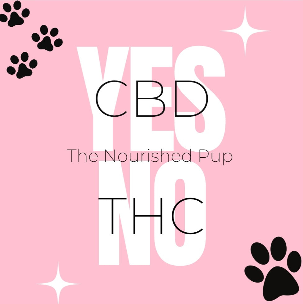CBD & Dogs
